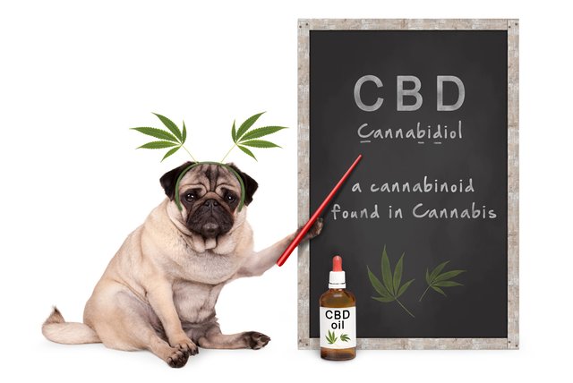 CBD for Pets