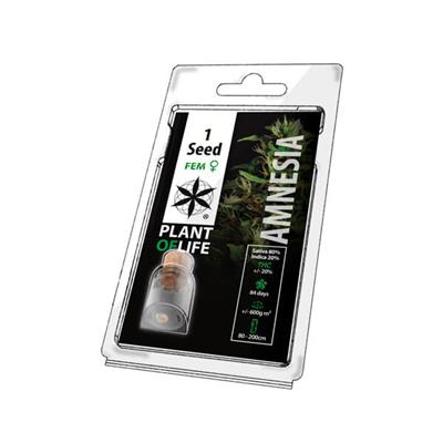 Plant Of Life Amnesia Fem 1 Seeds