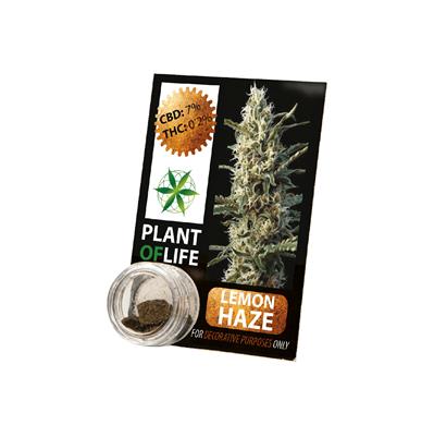 Plant Of Life Solid 3.8% CBD Lemon Haze 1gr